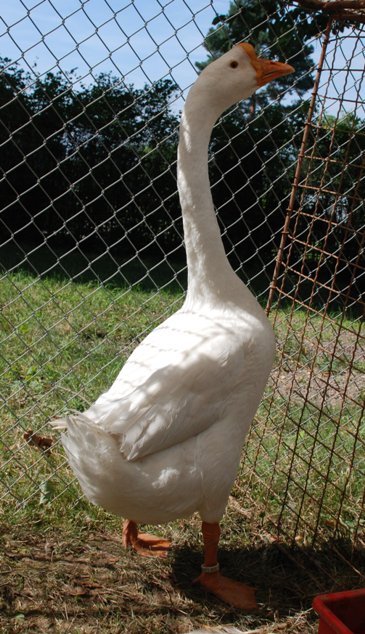 Houser labutí bílý