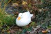 Kachnička zakrslá bílá v porostu na břehu jezírka