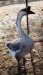 Houser labutí šedý